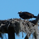Osprey Nest